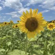 aoの画像