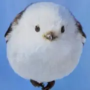 p^^qぽむたん☆*:即購入大歓迎:*☆の画像