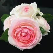 ARAREの画像