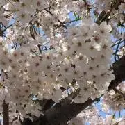ゆんの画像