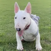 Ricci