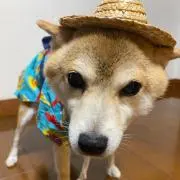 たけちゃんの嫁✳︎の画像