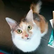 はまねこの画像