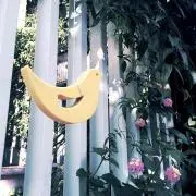 杏
