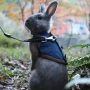 さくらいるの画像