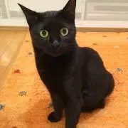 アズモナの画像