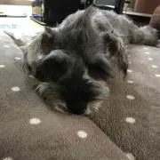 モモジリ