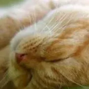 にゃんた