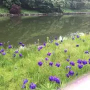 りんごぱんの画像