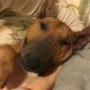 凛子の画像