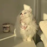 ‪Rの画像