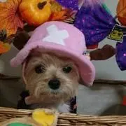 ゴマウニ