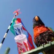 hanakoの画像