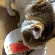 あかさの画像