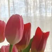 jの画像