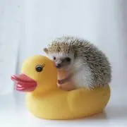 カナペの画像