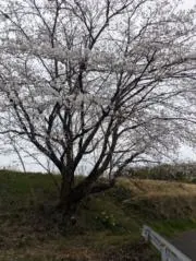 SMIYSNの画像