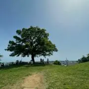 すーこの画像