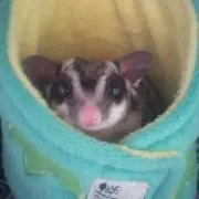 ももたろの画像