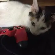 はな