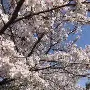 桜の画像