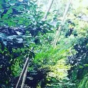 ヨシハルの画像