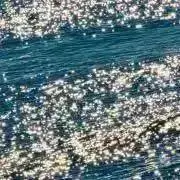 ポコの画像