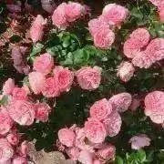 piposaruプロフ読んでくださいの画像