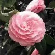 serendipity ※プロフ必読
