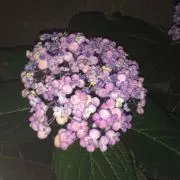 ライ