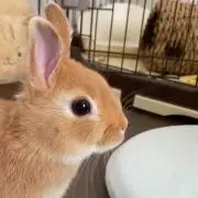 うさぎの画像