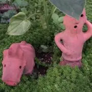 ゆぴよこの画像