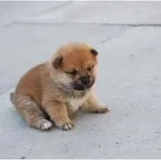 あじゃぱぁー