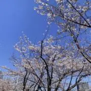 タルギタタン●次回発送6/30火〜です●の画像