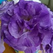 ラベンダー☆