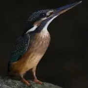 鳥丸