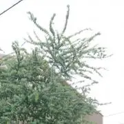 mimossaの画像