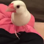 べびの画像