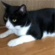 ちびクロサンボの画像