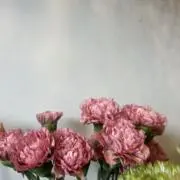 ioioの画像