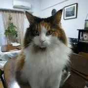 ラチャミチャの画像