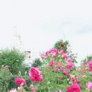 すー