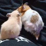 ハム