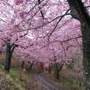 さくらの画像