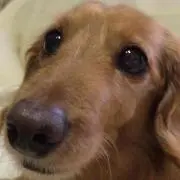 あかさたな