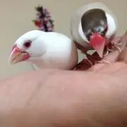 文鳥大好きおじさんの画像