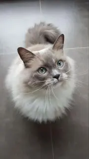 ヨコピヨの画像