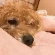 モカの画像
