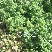 ✨ゆあこ✨の画像