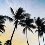 Qooの画像